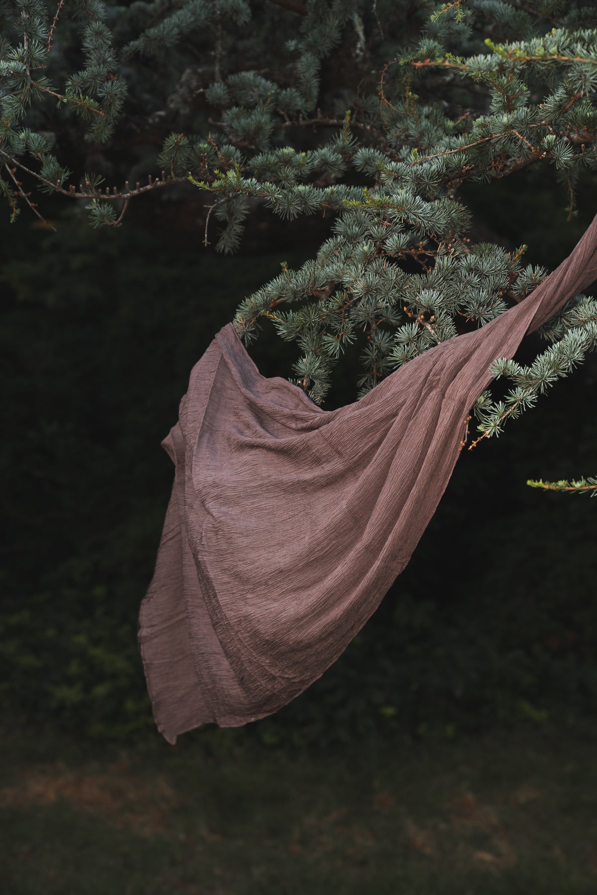 Ripple Plum