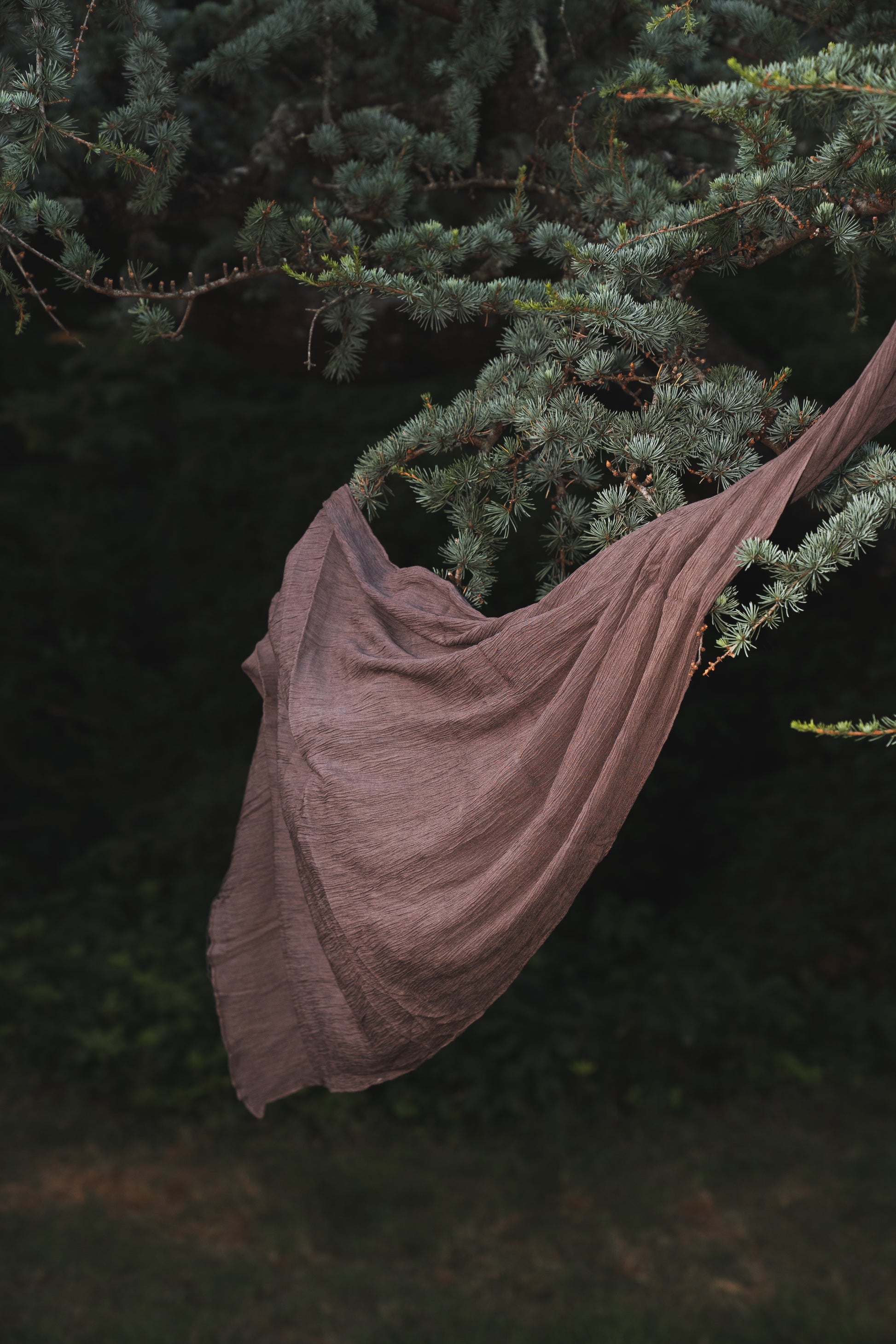 Ripple Plum